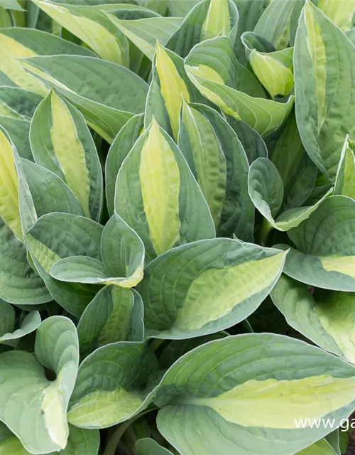 Hosta x fortunei 'Gypsy Rose'