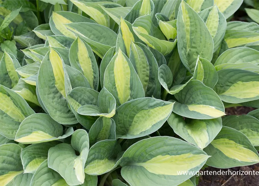 Hosta x fortunei 'Gypsy Rose'