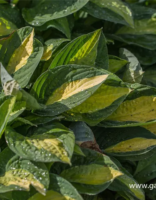 Hosta x fortunei 'Gypsy Rose'