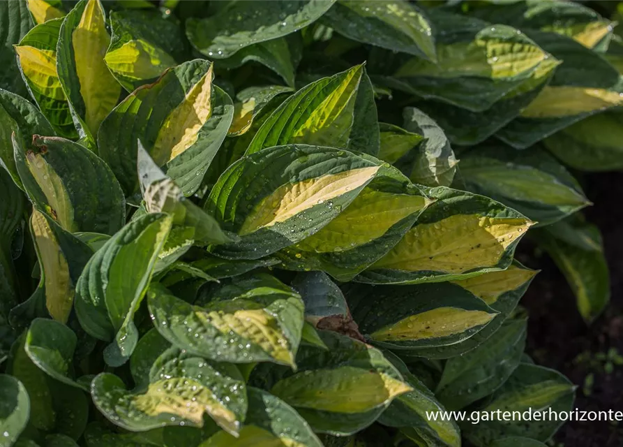 Hosta x fortunei 'Gypsy Rose'