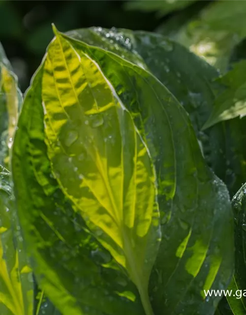 Hosta x fortunei 'Gypsy Rose'