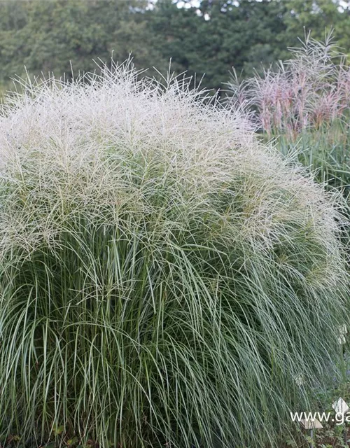 Garten-Chinaschilf 'Federweißer'