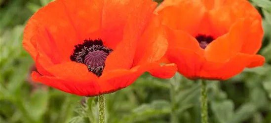 Orientalischer Mohn