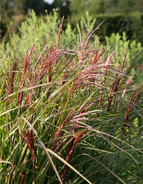 Garten-Chinaschilf 'Red Wine'