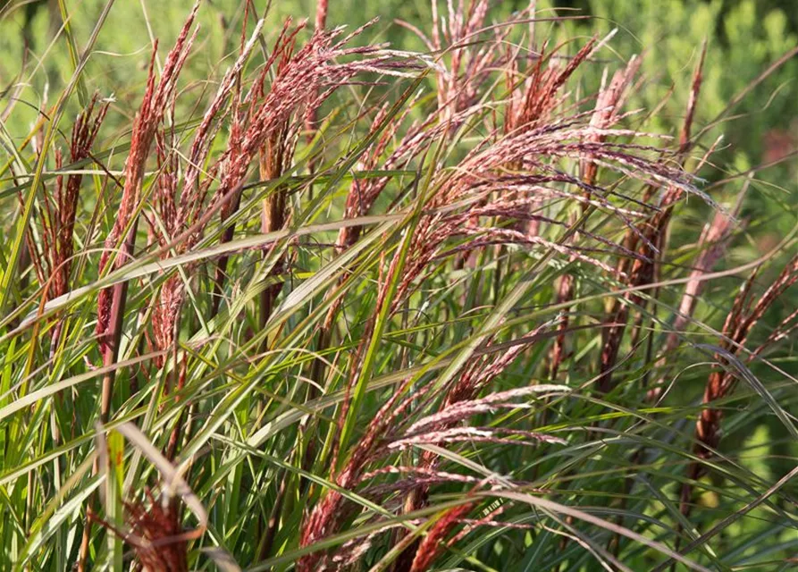 Garten-Chinaschilf 'Red Wine'