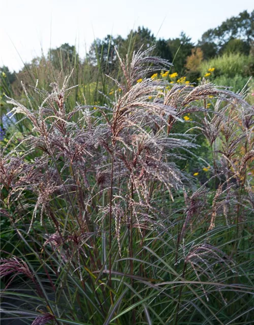 Garten-Chinaschilf 'Red Wine'