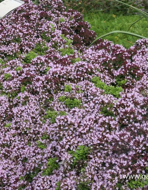 Origanum vulgare 'Compactum'