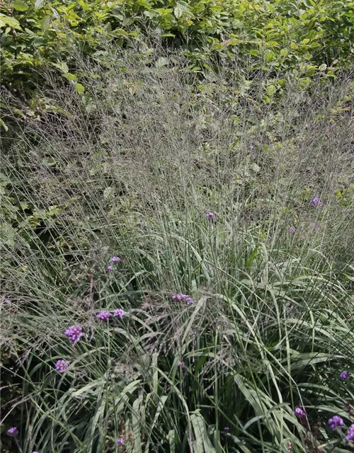 Hohes Garten-Pfeifengras 'Karl Foerster'