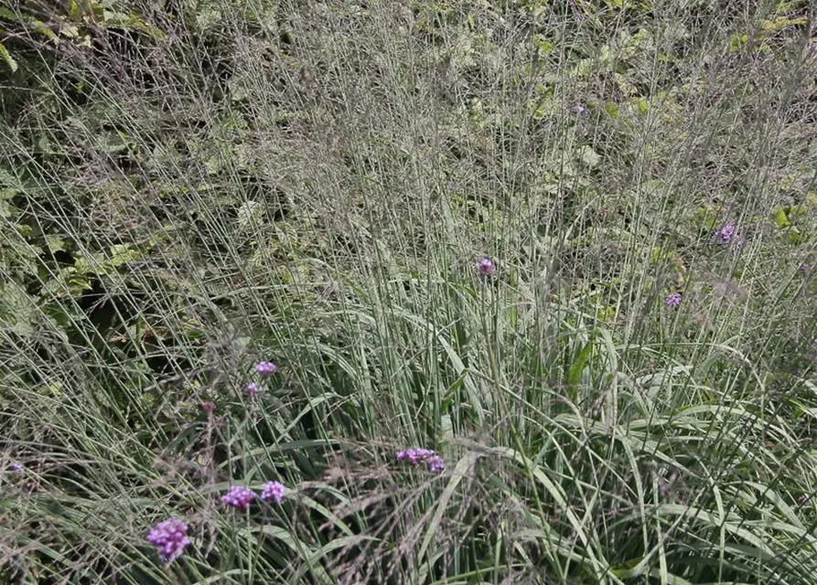 Hohes Garten-Pfeifengras 'Karl Foerster'