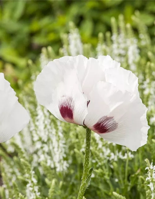 Orientalischer Mohn