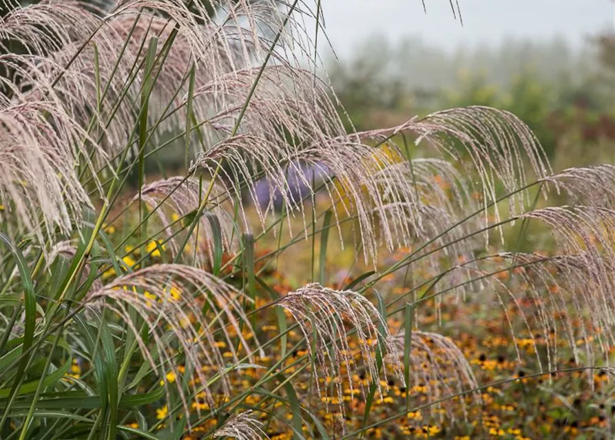 Garten-Chinaschilf 'Rosi'