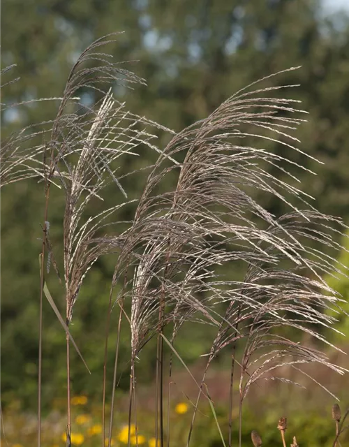 Garten-Chinaschilf 'Rosi'