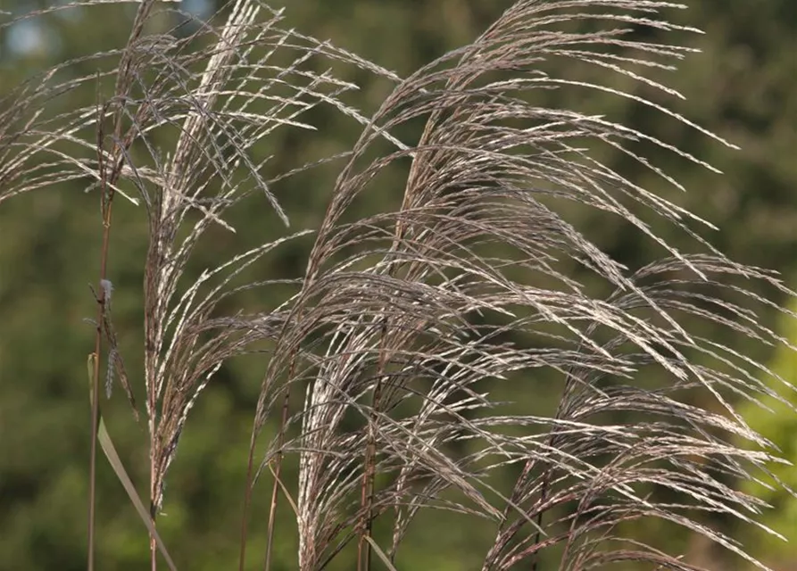 Garten-Chinaschilf 'Rosi'