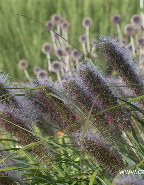 Garten-Federborstengras 'Red Head'