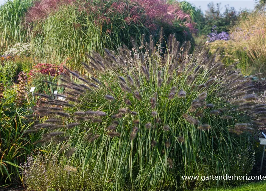 Garten-Federborstengras 'Red Head'