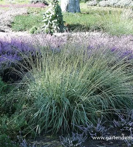 Gestreiftes Garten-Pfeifengras 'Variegata'