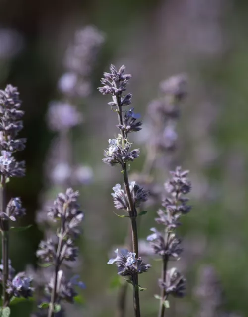 Katzenminze 'Gletschereis'