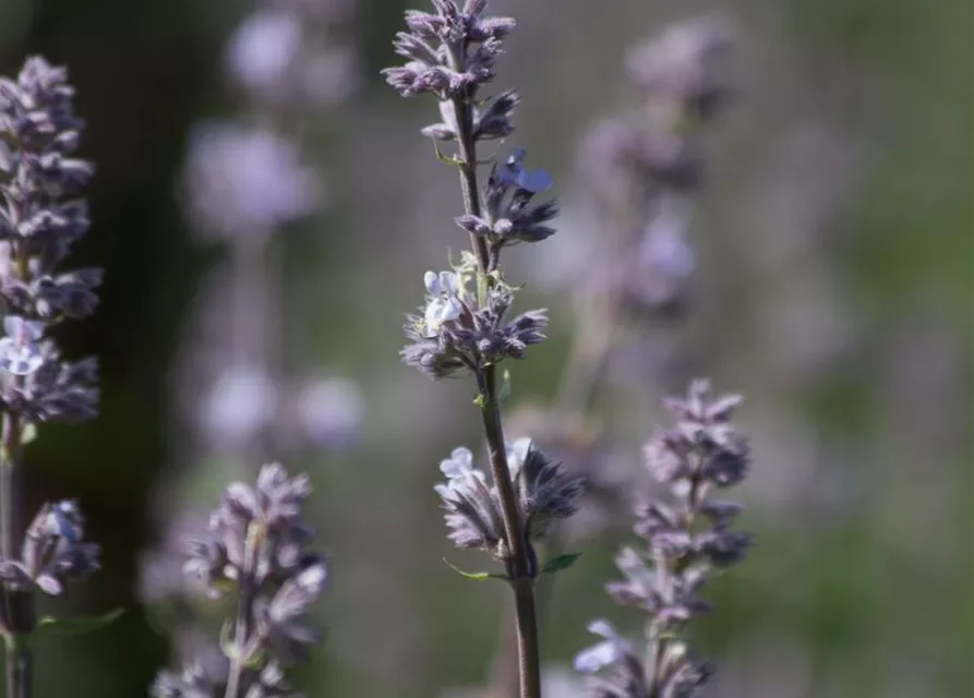 Katzenminze 'Gletschereis'