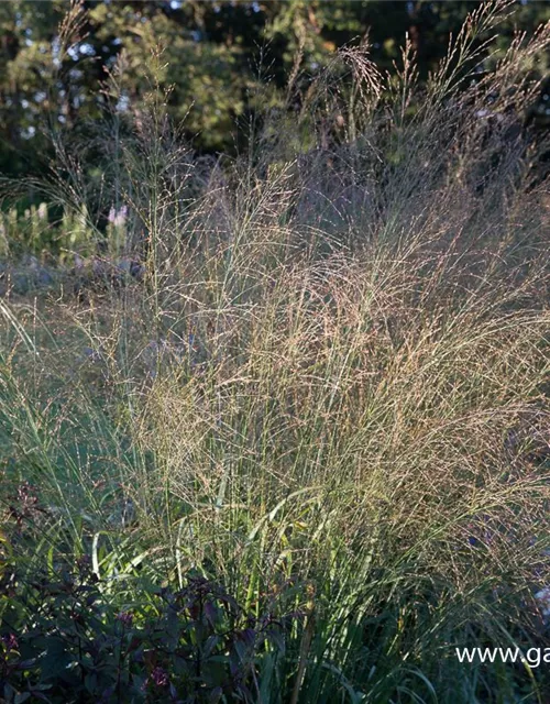 Hohes Garten-Pfeifengras 'Transparent'