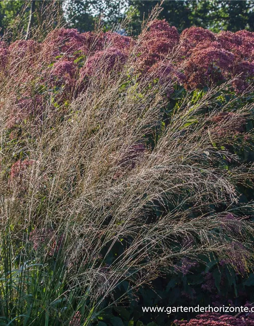 Hohes Garten-Pfeifengras 'Transparent'