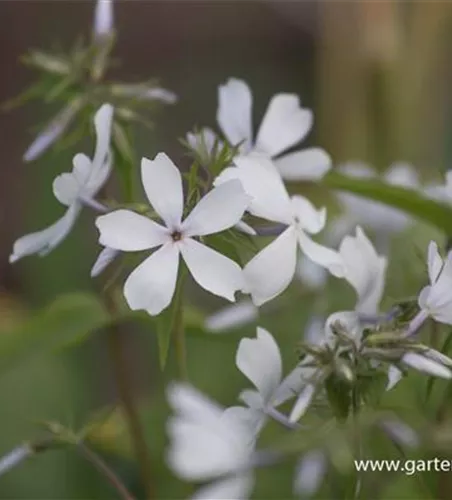 Phlox divaricata 'May Breeze'