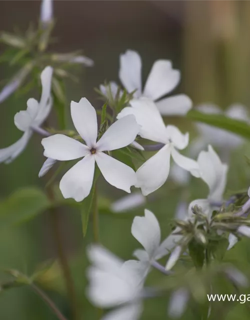 Phlox divaricata 'May Breeze'