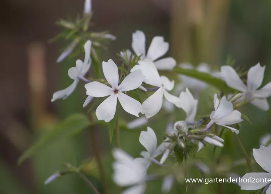 Phlox divaricata 'May Breeze'