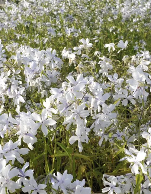 Phlox divaricata 'May Breeze'