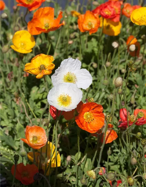 Zwergiger Garten-Mohn 'Gartenzwerg'