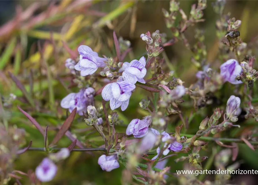 Garten-Leinkraut 'Antique Silver'