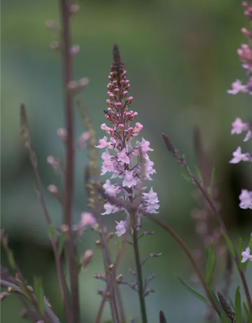 Garten-Leinkraut 'Antique Silver'