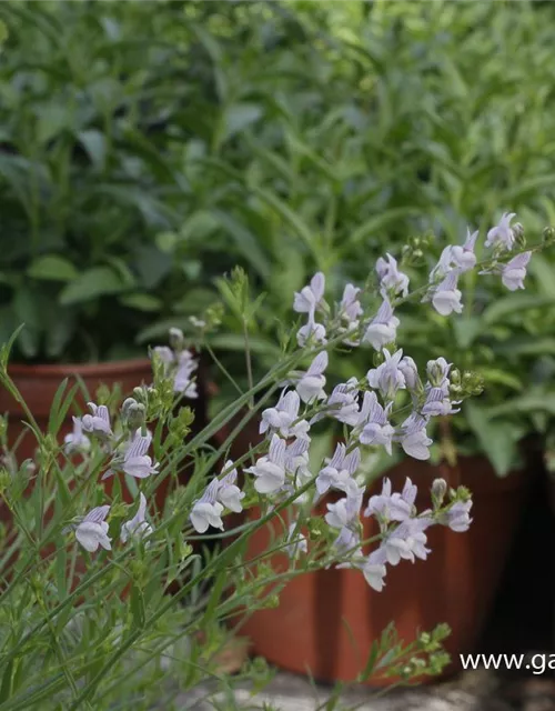 Garten-Leinkraut 'Antique Silver'