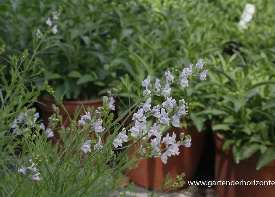 Garten-Leinkraut 'Antique Silver'