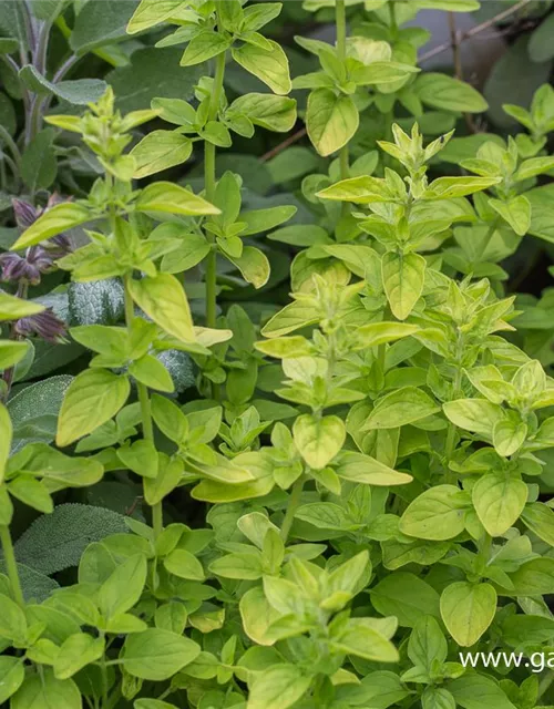 Origanum vulgare 'Thumbles'