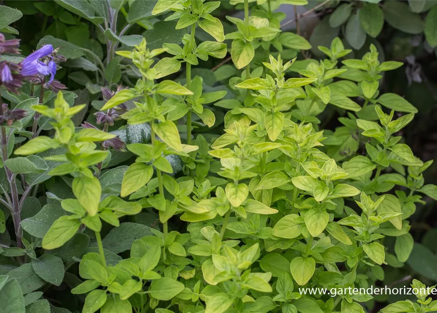 Origanum vulgare 'Thumbles'