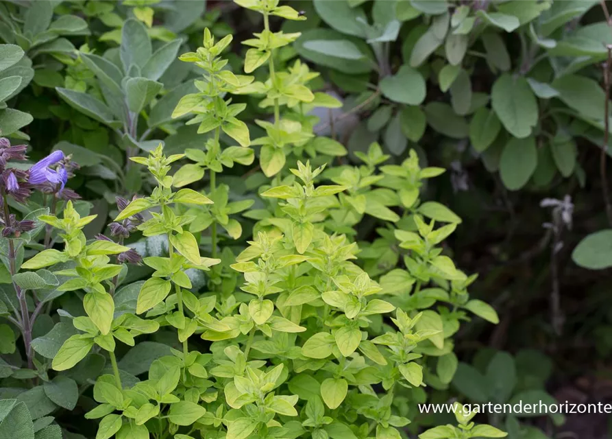 Origanum vulgare 'Thumbles'