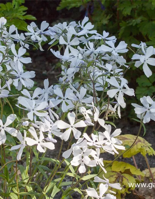 Phlox divaricata 'White Perfume'