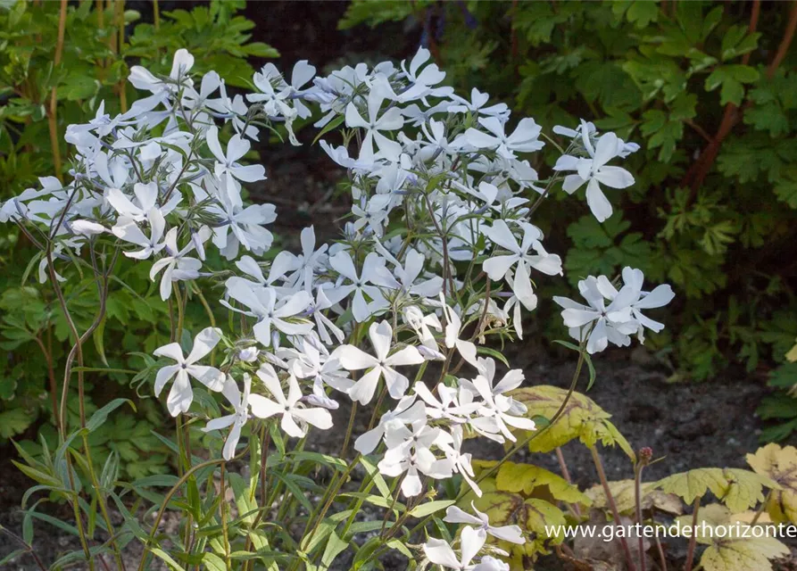 Phlox divaricata 'White Perfume'