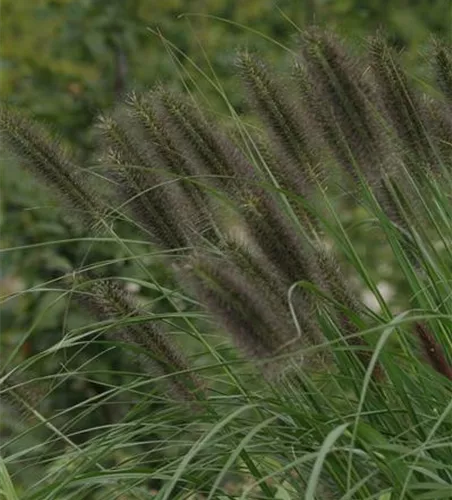 Garten-Federborstengras