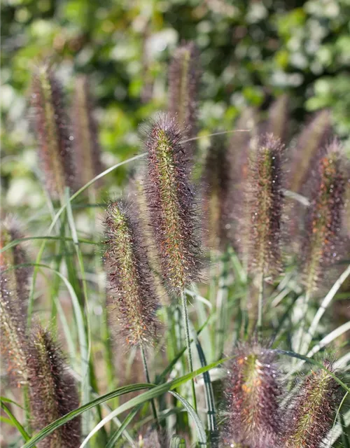 Garten-Federborstengras