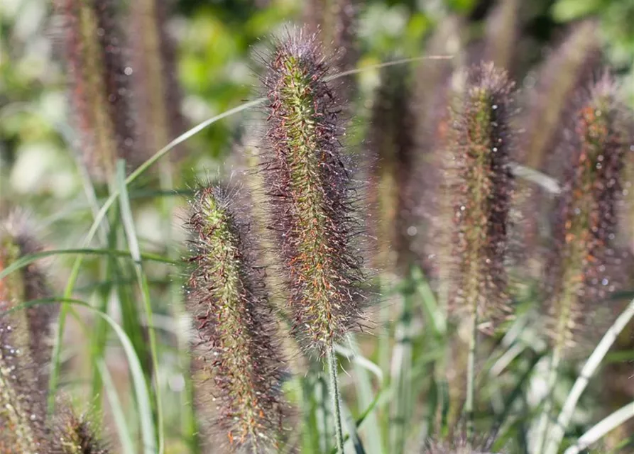 Garten-Federborstengras