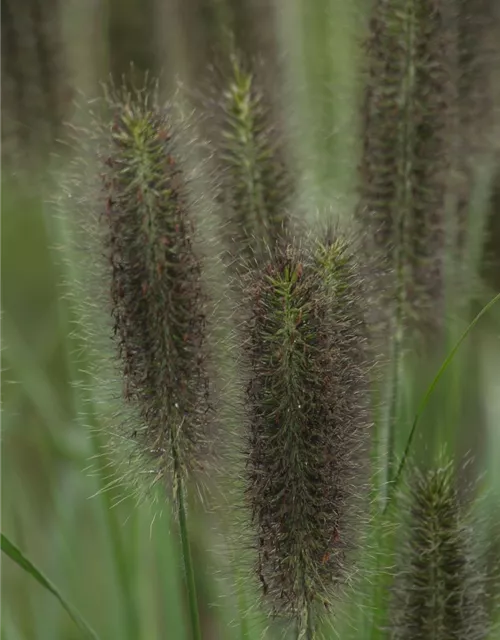 Garten-Federborstengras