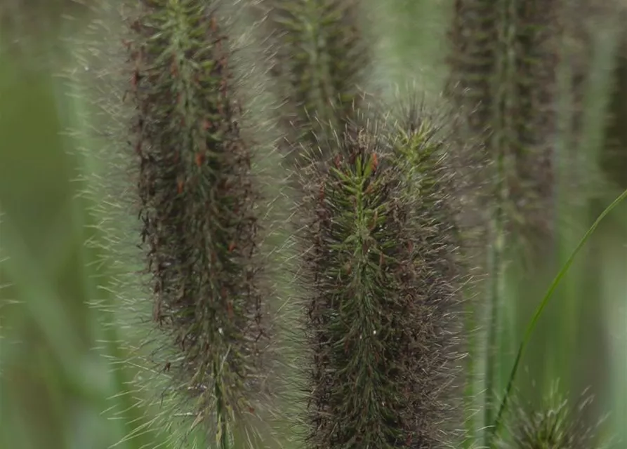 Garten-Federborstengras