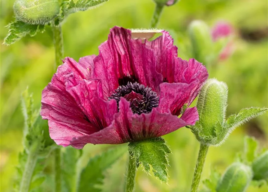 Orientalischer Mohn