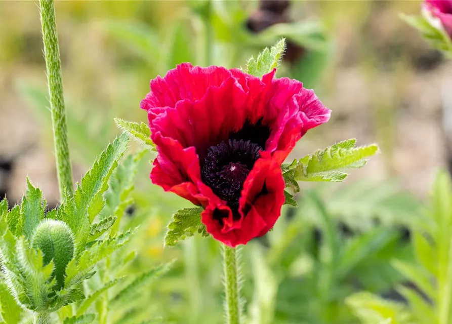 Orientalischer Mohn