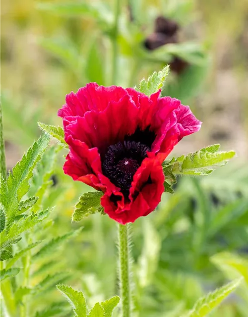 Orientalischer Mohn