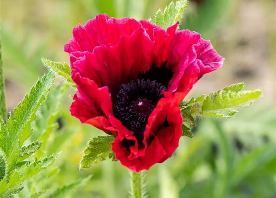 Orientalischer Mohn