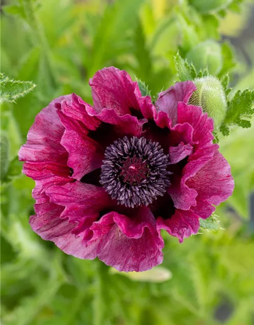 Orientalischer Mohn