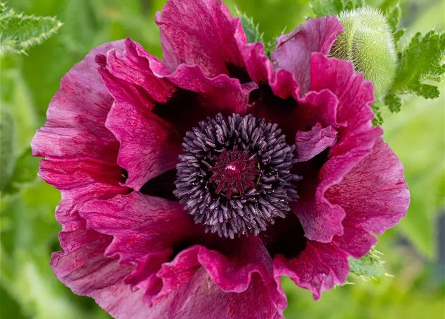 Orientalischer Mohn