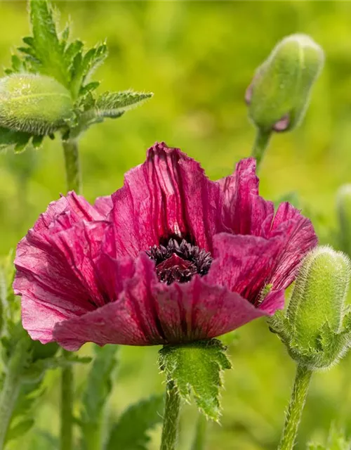 Orientalischer Mohn